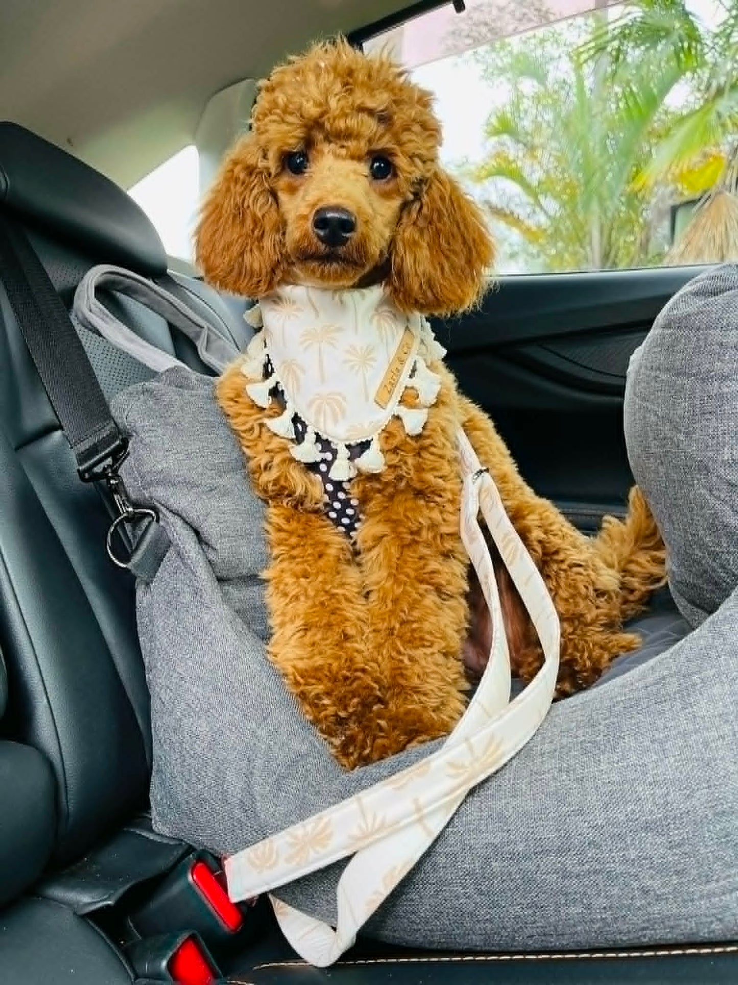 Cove Car Restraint